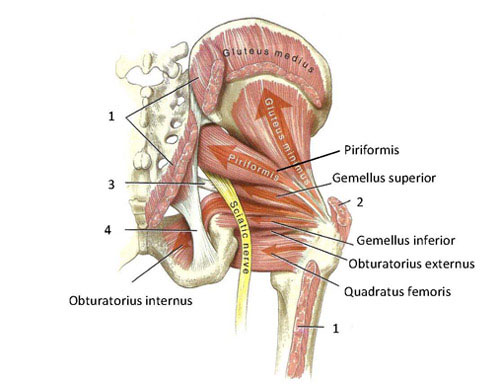 Hip muscle anatomy illustration