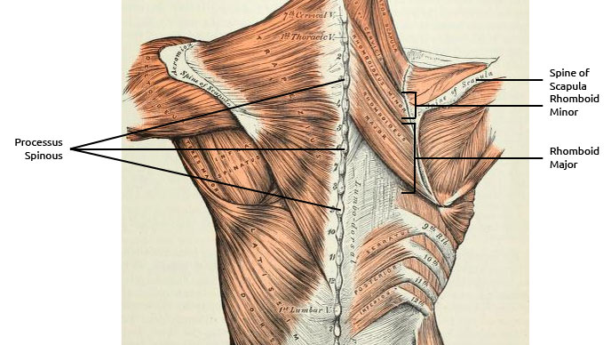 Rhomboid-Muscles