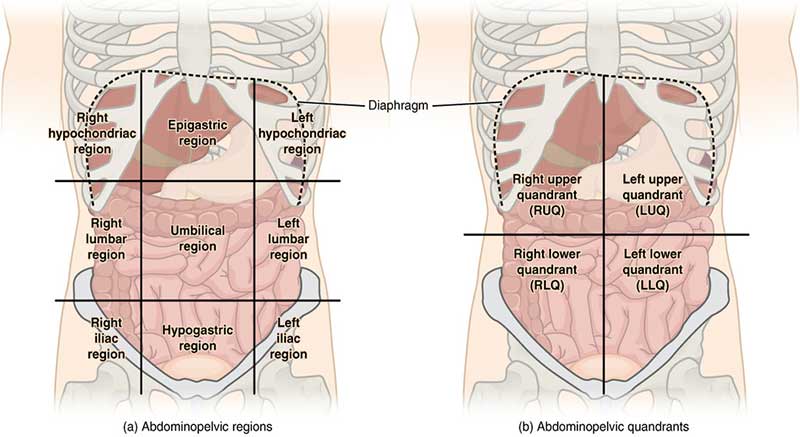 abdominal quadrants